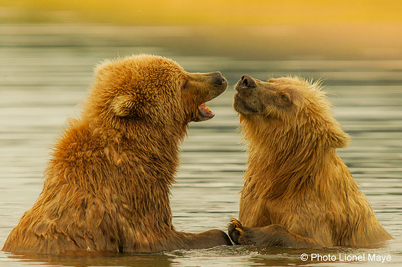 Tendresse fraternelle