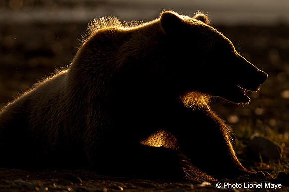 Contre-jour à Katmai