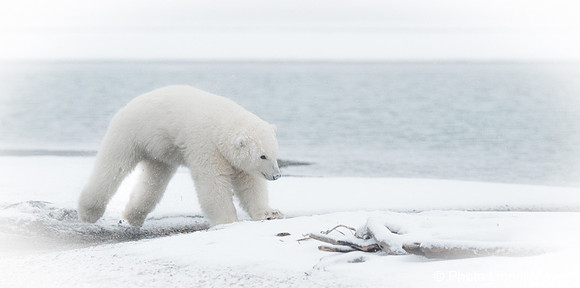 Saut dans un monde blanc