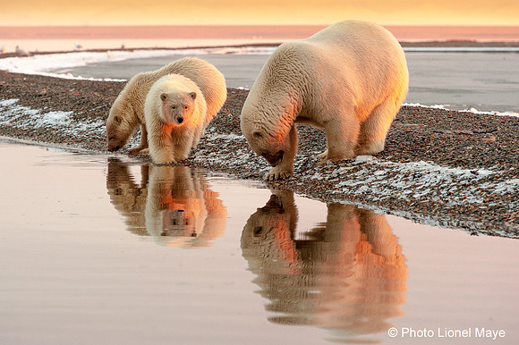Lumières du soir arctique