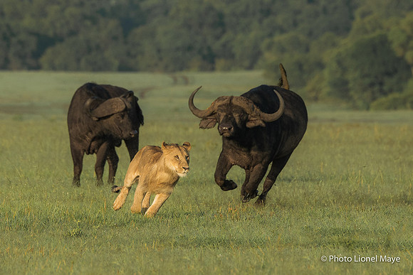 Buffles et Lionne - Buffalos and Lioness