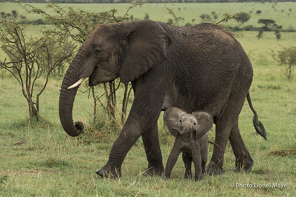 Éléphants - Elephants
