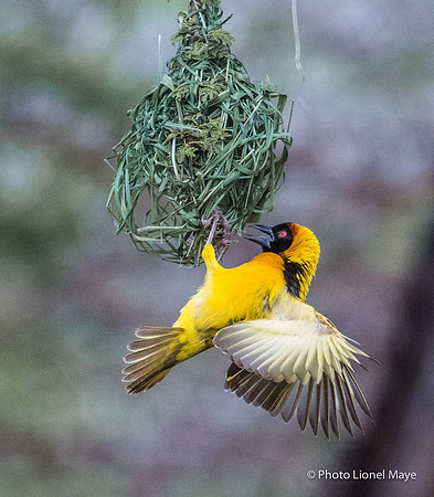 Tisserin Gendarme - Village Weaver