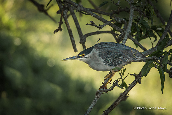 Héron Strié - Striated Heron