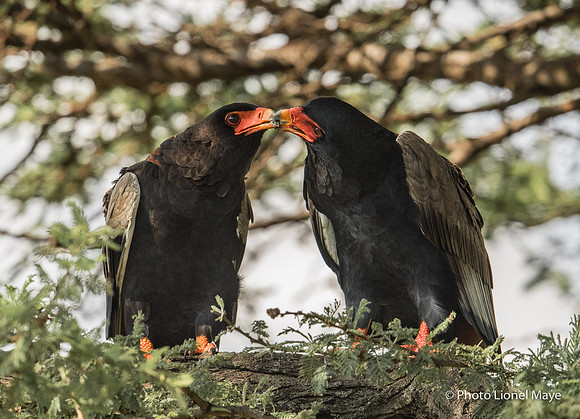 Bateleurs des Savanes - Bateleurs
