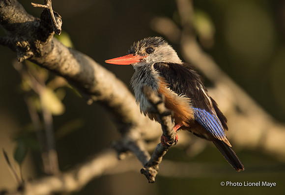 Martin-Chasseur à Tête Grise - Grey-Headed Kingfisher
