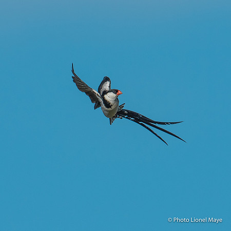 Veuve Dominicaine - Pin Tailed Whydah