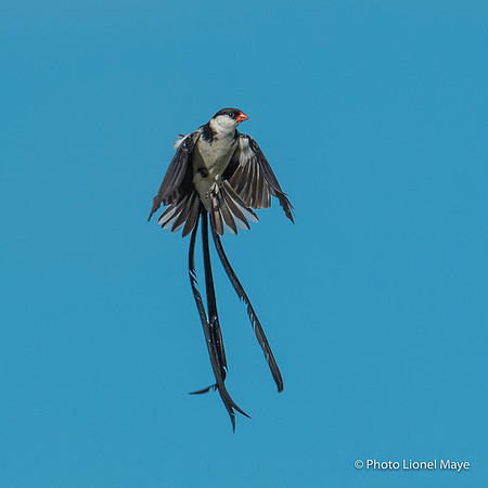 Veuve Dominicaine - Pin Tailed Whydah