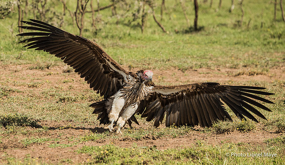 Vautour Oricou - Lappet Faced Vulture